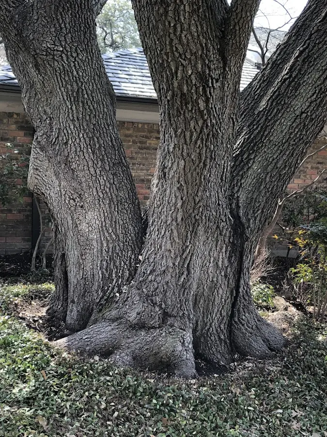 Mature heritage tree close to a Hamburg property cared for by certified arborists